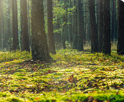 mossy-trail